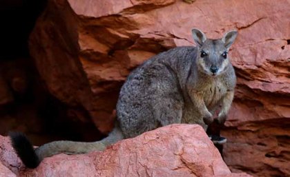 The short-eared rock wallaby (Petrogale brachyotis) of northern Australia has nearly 20 per cent of its habitat within Indigenous peoples’ lands (Credit: Micha Jackson). The short-eared rock wallaby (Petrogale brachyotis) of northern Australia has nearly 20 per cent of its habitat within Indigenous peoples’ lands (Credit: Micha Jackson).